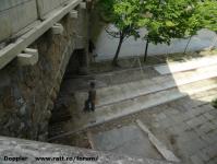 Imagine atasata: Bega - 2014.06.03 - 05.jpg